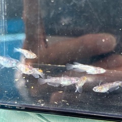 メダカ　和墨白銀の画像