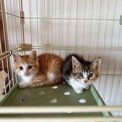 甘えん坊でとってもかわいい三毛猫＆茶白　姉妹　生後1ヶ月半