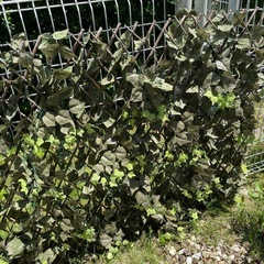 目隠しの画像