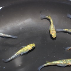 メダカ【月の響】針子10匹の画像