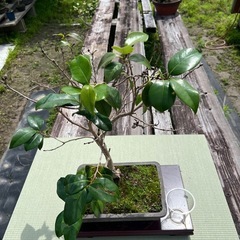 綺麗なお花🌺が咲く椿　つばき　盆栽　上品✨✨