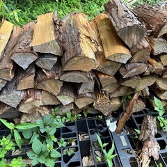 5個200円　針葉樹　薪　焚き付け　フェザースティック作りに最適の画像