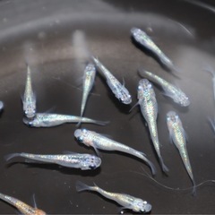 メダカ【夜桜】若魚〜10匹の画像