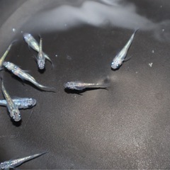 メダカ【夜桜】若魚〜10匹の画像