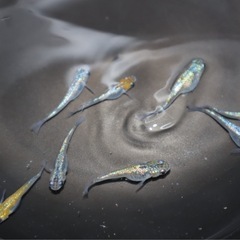 メダカ【夜桜】若魚〜10匹の画像