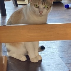 メス猫①