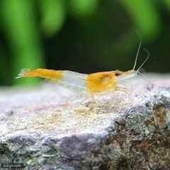 オレンジルリーシュリンプ探しております