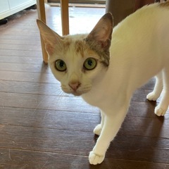 メス猫②