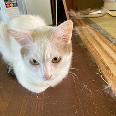 メス猫③