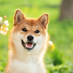 犬の遊び友達募集