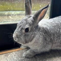 🐰グレーのうさぎちゃんの里親さまを募集します