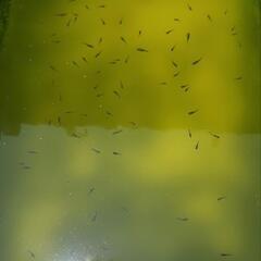 悪魔メダカ稚魚の画像
