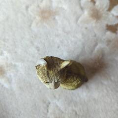 猫 2匹 置物 黒猫 アンティーク の画像