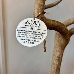 ドラセナコンシンネの画像