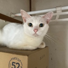 メス猫⑤