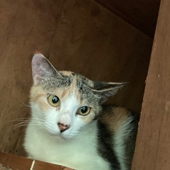 メス猫⑥