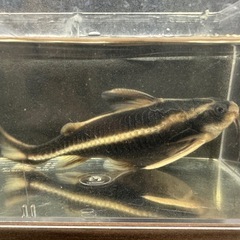 🐠ホワイトライントーキングキャット  ±14.5㎝ 900円 ストライプトーキングキャット ラファエルキャット ナマズ ドラスの画像