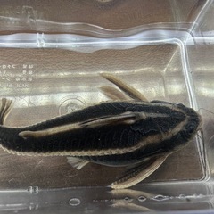 🐠ホワイトライントーキングキャット  ±14.5㎝ 900円 ストライプトーキングキャット ラファエルキャット ナマズ ドラスの画像