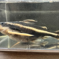 🐠ホワイトライントーキングキャット  ±14.5㎝ 900円 ストライプトーキングキャット ラファエルキャット ナマズ ドラスの画像