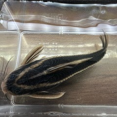 🐠ホワイトライントーキングキャット  ±14.5㎝ 900円 ストライプトーキングキャット ラファエルキャット ナマズ ドラスの画像