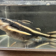 🐠ホワイトライントーキングキャット  ±14.5㎝ 1,500円...
