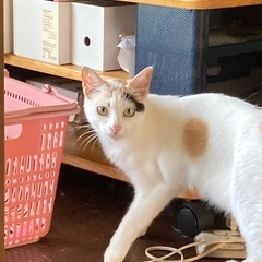 メス猫④