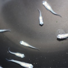 メダカ【紅ほっぺ】若魚、成魚１匹〜の画像