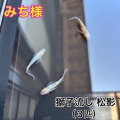 獅子流し 松影（３匹）の画像