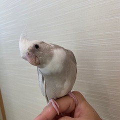 オカメインコ　ホワイトフェイスシナモン　販売