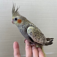 オカメインコ　パール　販売