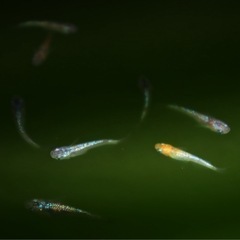 メダカ【夜桜】若魚〜10匹の画像