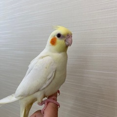 オカメインコ　ルチノー　販売