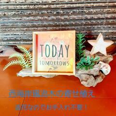 西海岸風　流木　置物