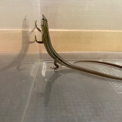 ニホンカナヘビ販売