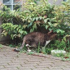 庭の草むしりの面倒な季節です。カビ取り、猫トイレなどありませんか?