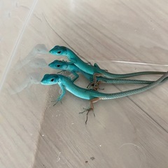ミドリガストロカナヘビ販売