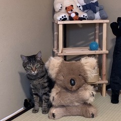 7/20までに猫の里親さまを探しています。