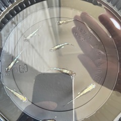 白斑体外光　メダカの画像