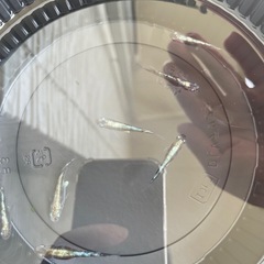 白斑体外光　メダカの画像