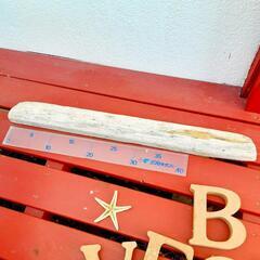 ビーチ　流木　ヒトデ　西海岸風の画像