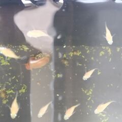 メダカの画像