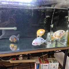 『中国産らんちゅう アクリル水槽セット』の画像