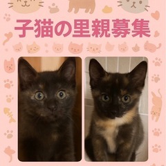 大人気のサビ猫　2ヶ月