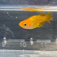 メダカ 黄金ベッコウ ダルマ 稚魚5匹の画像