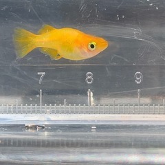 メダカ 黄金ベッコウ ダルマ 稚魚5匹の画像