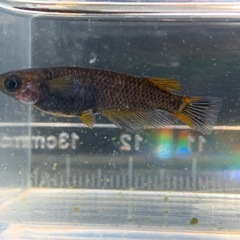 メダカ 五式タイプR GOD 稚魚5匹の画像