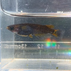 メダカ 五式タイプR GOD 稚魚5匹の画像