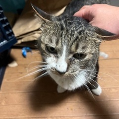 長生きしてる猫ちゃんです。