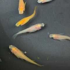 メダカ パンダ 5匹の画像