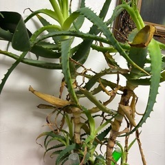観葉植物アロエ